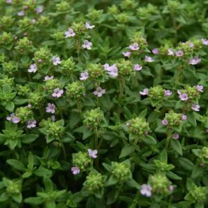 Thymus vulgaris 'Compactus' ---